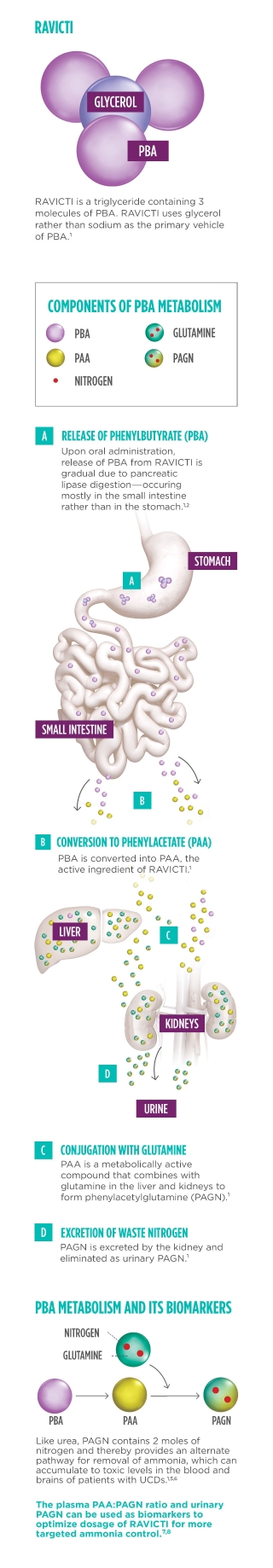 RAVICTI Mechanism of action and the role of phenylbutyrate (PBA) and phenylacetate (PAA)